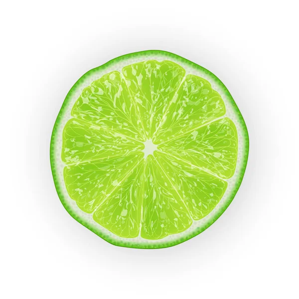 Realista Vector Ilustración Fruta Lima Verde Rodajas Cítricos Coloridos Bueno — Vector de stock