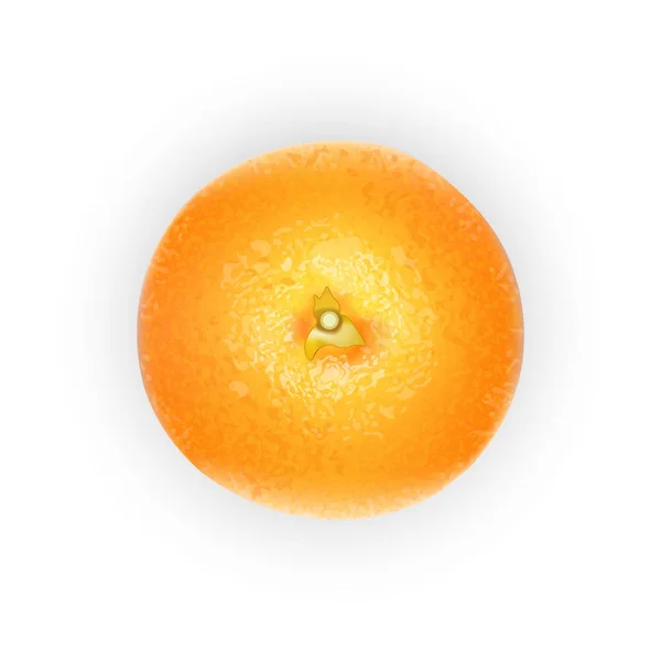 Fruta Naranja Para Zumo Fresco Realista Naranja Cítricos Maduros Aislados — Vector de stock