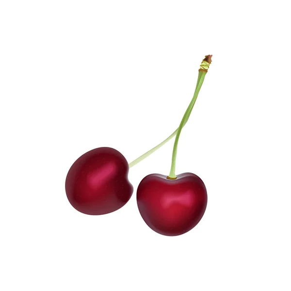 Cherry Realistic Vector Illustration Ripe Red Cherry Berries Detailed Illustration — Stock Vector