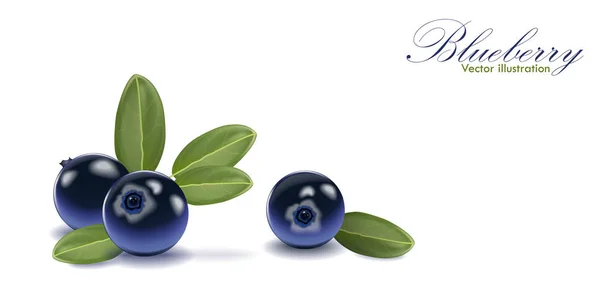 Blue Blueberry Smaczny Zestaw Liści Białym Tle Jagody Sok Budyń — Wektor stockowy