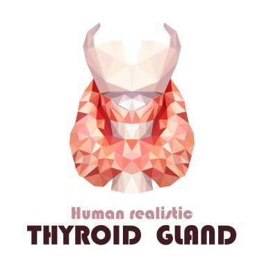 Gerçekçi tiroid bezinde düşük poli. İnsan 3d tiroid bezi, gırtlak, berzah, nefes borusu. Vektör çizim.
