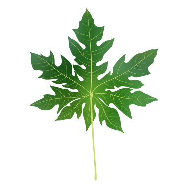 Papaya arka plan afiş, kutlama, tatil, ambalaj, poster için bırakır. Gerçekçi 3d yaprak vektör. 