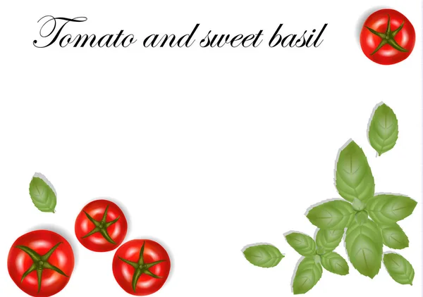 逼真的西红柿和罗勒叶 良好的 Web 和打印设计 向量例证 — 图库矢量图片