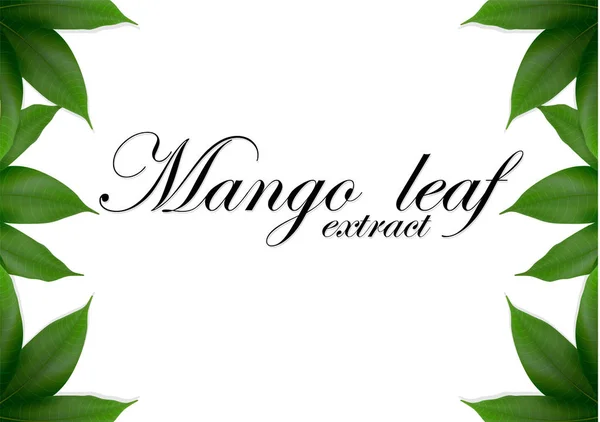 Mango Leaves Background Banner Celebration Holiday Packaging Poster Realistic Leaf Royalty Free Stock Vectors