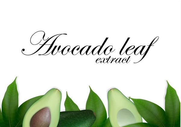 Plakjes avocado achtergrond met bladeren. Avocado's zaad met blad. — Stockvector