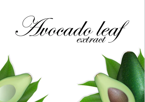 Plakjes avocado achtergrond met bladeren. Avocado's zaad met blad. — Stockvector