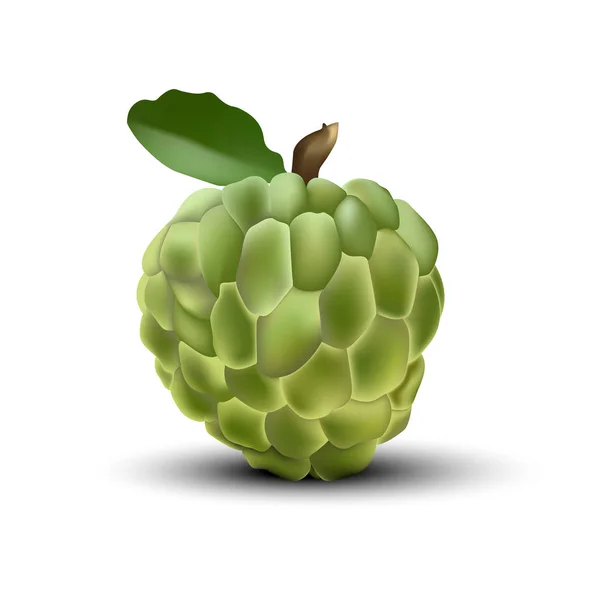 Fruit réaliste Cherimoya — Image vectorielle