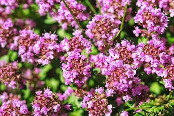 Thymus Serpyllum Tomillo Tomillo Silvestre Enfoque Selectivo — Foto de Stock