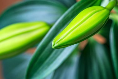 Lily çiçek tomurcuk closeup (seçici odak) üzerinden. Oriental Stargazer Lily bilinen 