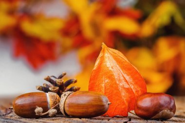 Renkli sarmaşık yaprakları beyaz duvardaki (seçici odak önünde eski bir ahşap masa üzerinde mevsimsel doğal dekorasyon)