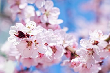 Bir elma ağacı dalı üzerinde küçük kümeler halinde pembe çiçekler