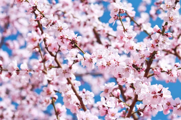 Çiçek açması yengeç elma ağacının altına mavi gökyüzü (seçici odak)