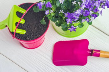 Campanula çiçek ve beyaz ahşap masa üzerinde küçük renk bahçe araçları, üst görünüm