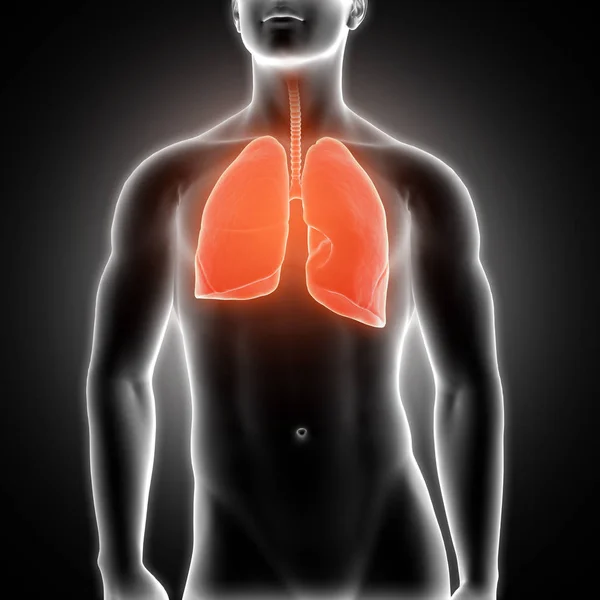 Render Medical Male Figure Lungs Highlighted — Stock Photo, Image