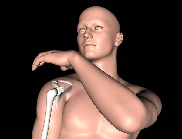Omuz Kemik Vurgulanmış Olan Bir Erkek Tıbbi Rakam Render — Stok fotoğraf