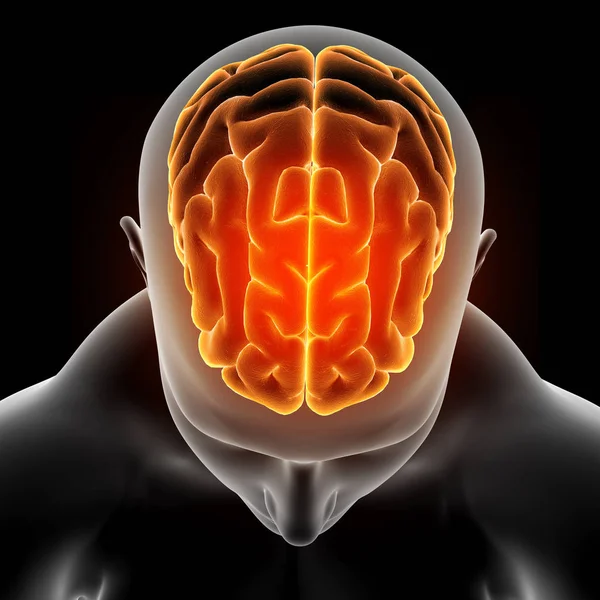 3D-medizinisches Bild zeigt männliche Figur mit Gehirn hervorgehoben — Stockfoto