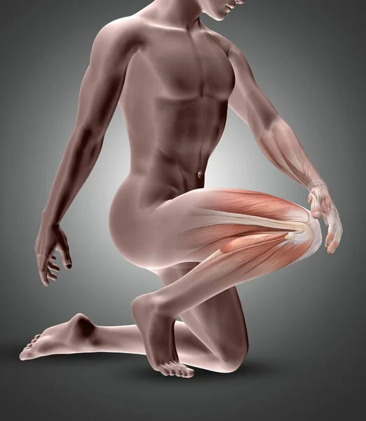 3D mannelijke figuur met knie spieren gemarkeerd — Stockfoto