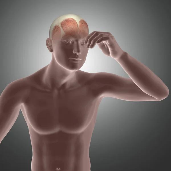 3D male figure with muscles in head highlighted