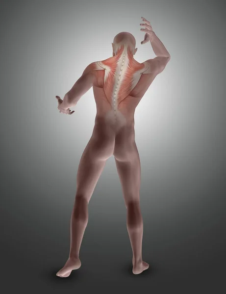 3D male figure with muscles in upper back highlighted — Stock Photo, Image