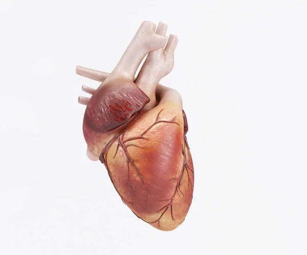 Az egészséges emberi szív — Stock Fotó