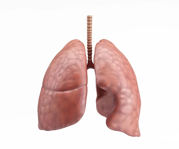 Pulmones humanos sanos —  Fotos de Stock