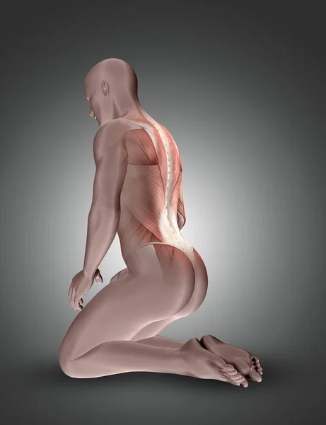 3D на колінах чоловіча фігура з підсвіченими м'язами спини — стокове фото