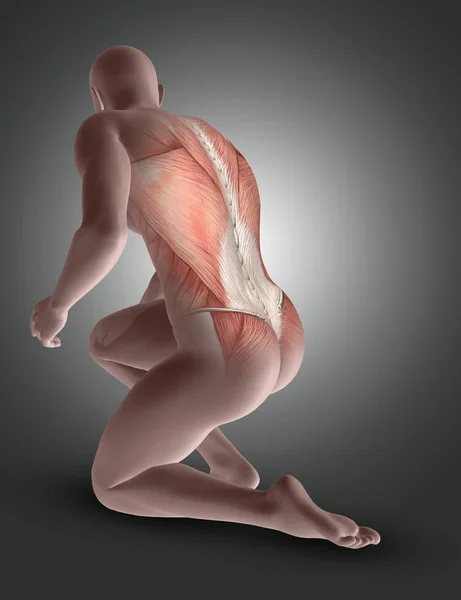 3D male figure kneeling with back muscles highlighted