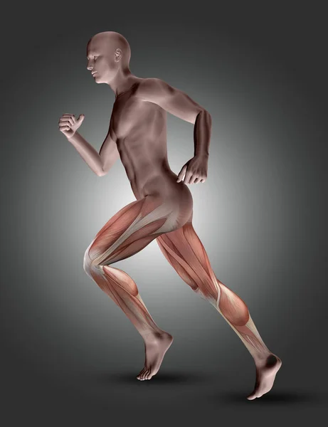 3D male figure in running pose with leg muscles highlighted — Stock Photo, Image