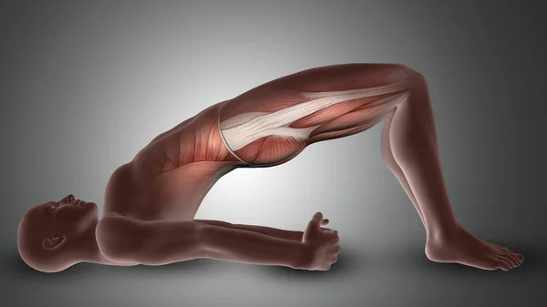 Figure masculine 3D dans la pose de yoga avec les muscles du fessier mis en évidence — Photo