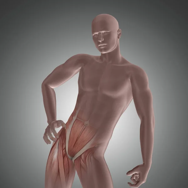 3D male figure with hip muscles highlighted