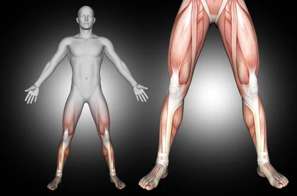 Alt Bacak Kasları Vurgulanmış Bir Erkek Tıbbi Figürün Boyutlu Görüntüsü — Stok fotoğraf