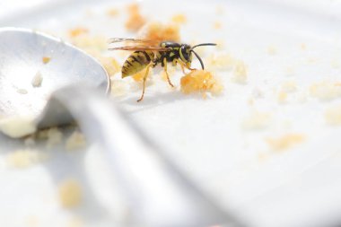 Bir wasp, bir parça pasta üzerinde oturan