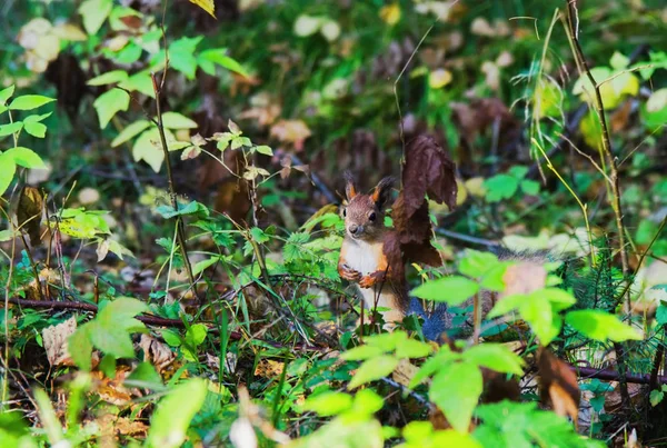 Eichhörnchen posiert für den Fotografen — Stockfoto