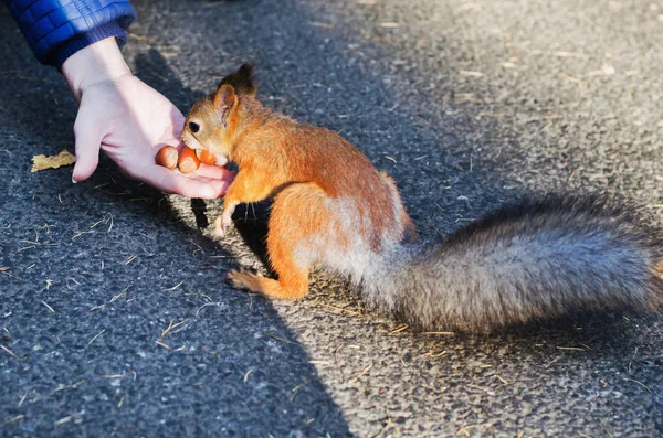 Nourrir les écureuils dans le parc — Photo