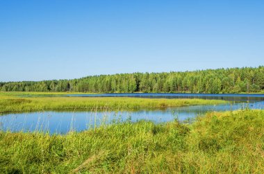 Güzel yaz manzarası