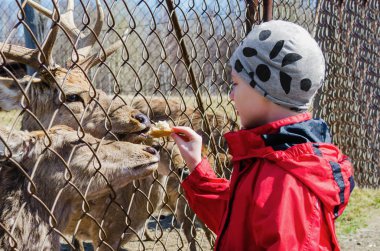 Çocuk geyiği besliyor.
