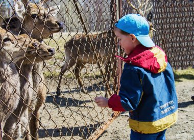 Çocuk geyiği besliyor.