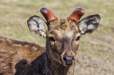 Bir orman geyiğinin namlusu yakın çekim.