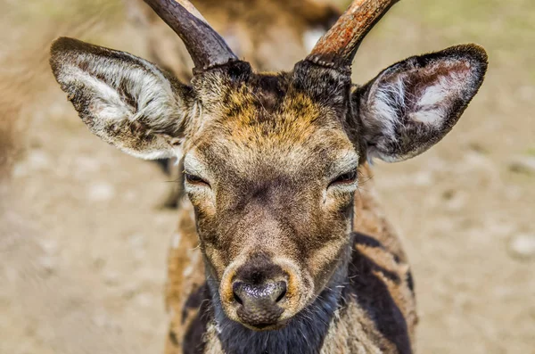 Portrait de cerf. Gros plan sur le museau — Photo