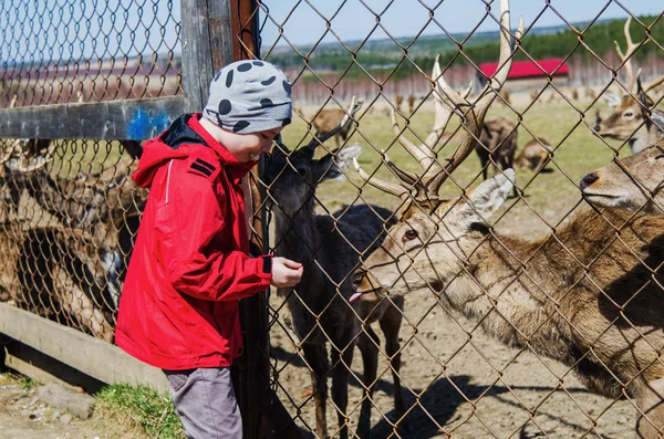 Glücklicher Junge füttert Hirsche auf dem Bauernhof — Stockfoto