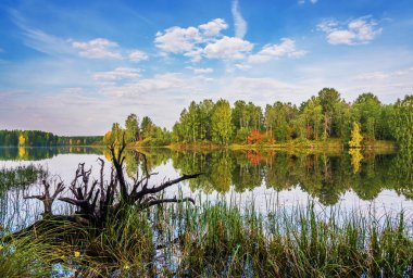 Güzel bir sonbahar manzarası, sudaki ağaçların yansıması ve açık bir günde ön planda devrilmiş bir ağacın kökleri. Rusya, Urallar