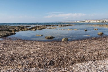 Paphos Kıbrıs deniz yosunu yaz
