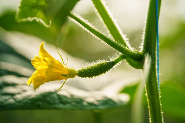 Bir Sera Içinde Çiçek Açan Salatalık — Stok fotoğraf