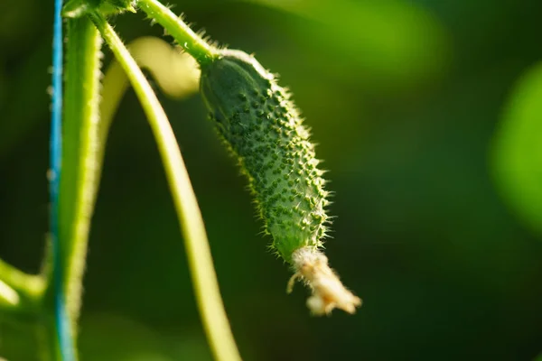 Gurke Gewächshaus Stockbild