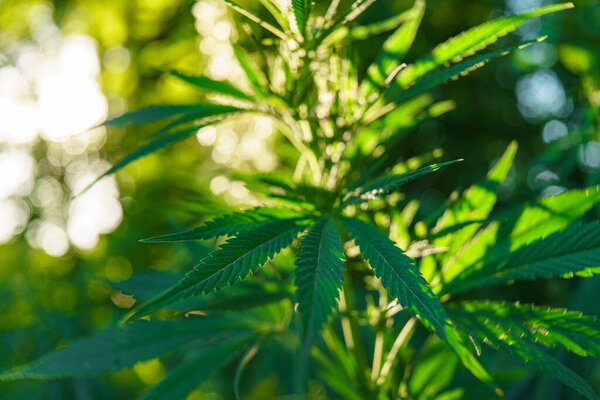 конопля растение в солнечном свете