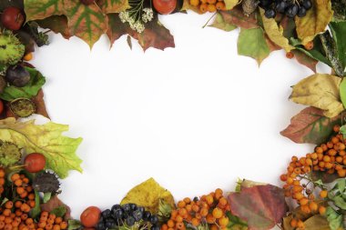Sonbahar hasat Renkli çerçeve - sonbahar akçaağaç yaprakları, yabani elma, Rowan çilek, siyah chokeberry ve beyaz arka plan kestane. Sonbahar çerçevesi  