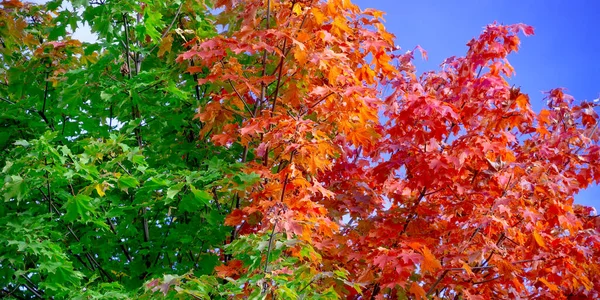 Kleurrijke Herfst Esdoorn Bladeren Swingend Een Boom Waait Door Wind — Stockfoto