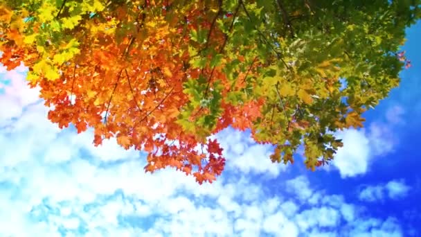 晴れた日には風に吹かれながら木の上をゆらゆらと揺れる紅葉 秋の背景 ビデオ映像 — ストック動画