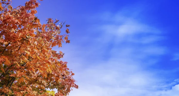 Kleurrijke Herfst Esdoorn Bladeren Swingend Een Boom Waait Door Wind — Stockfoto