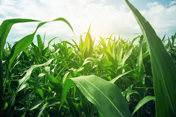 Campo di mais luminoso e soleggiato primo piano — Foto Stock